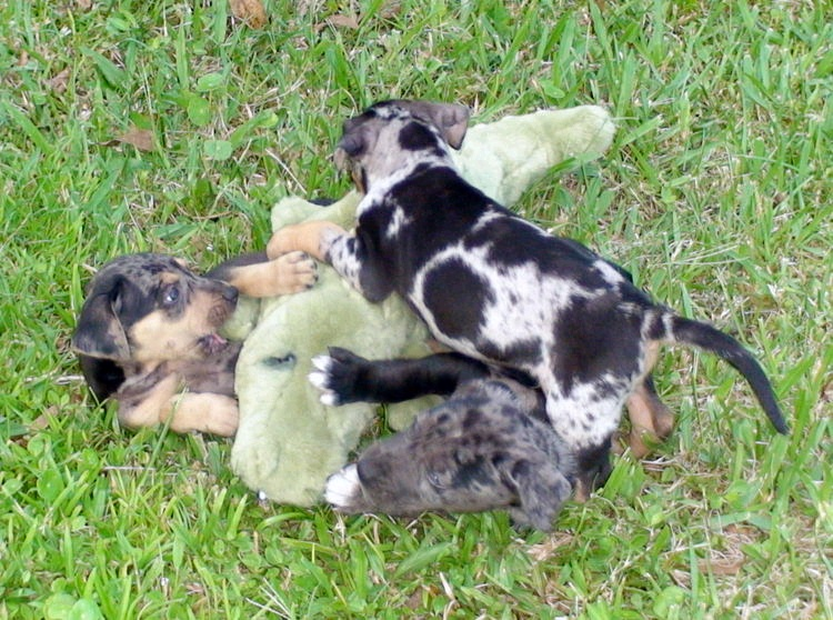 Pack of Catahoula Dogs Attack and Kill Alligator