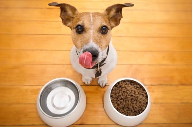 dog food high vitamin d recall