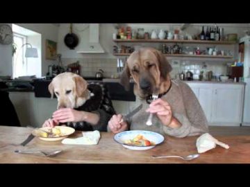 TWO DOGS DINING AT BUSY RESTAURANT