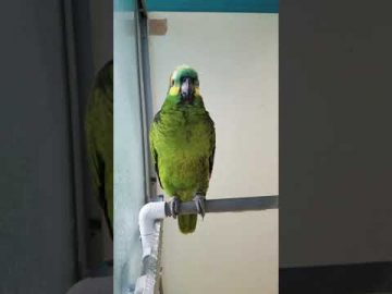 Blue Fronted Amazon Parrot bird talking in the shower.